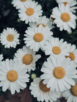 雏菊🌼